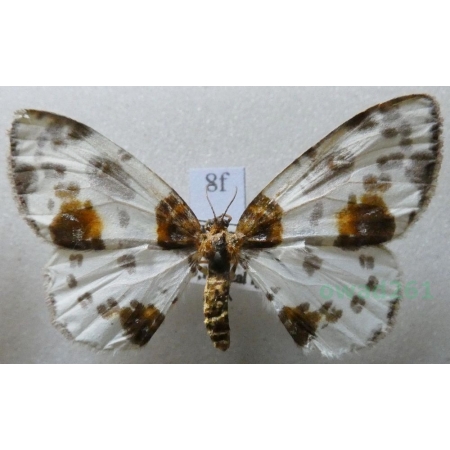 Abraxas sylvata (Scopoli, 1763) Plamiec leśniak Czech8f